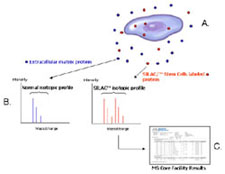 Protein Dynamics Graphic