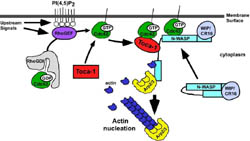 actin Nucleation pathway