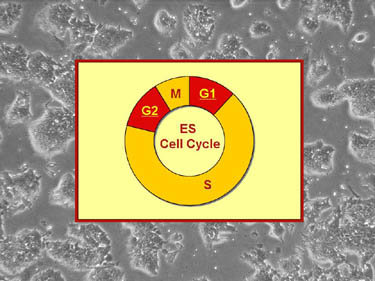 Graphic illustration of cell cycle progression